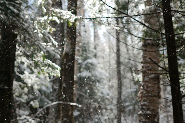 snow in trees