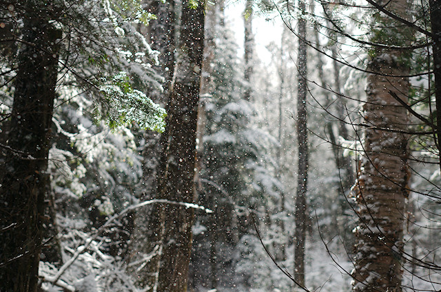 snow in woods