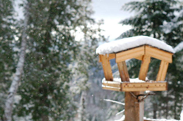 snow on bird feeder