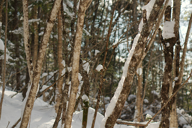 snow on trees