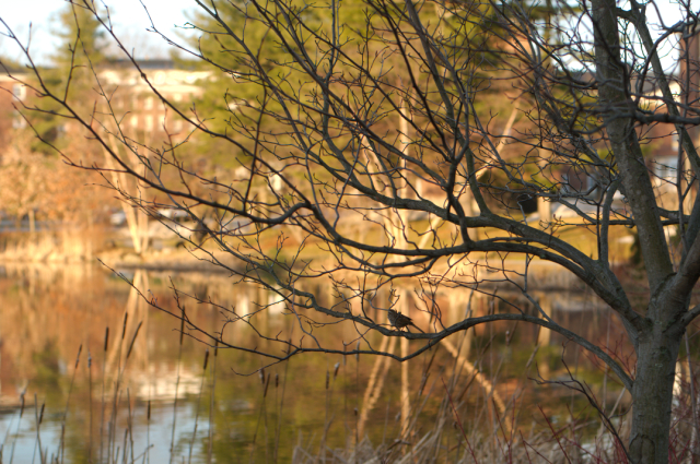 songbird in tree at pond