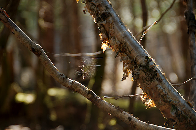 spider web in sun