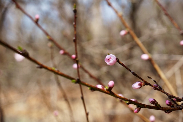 spring blossoms