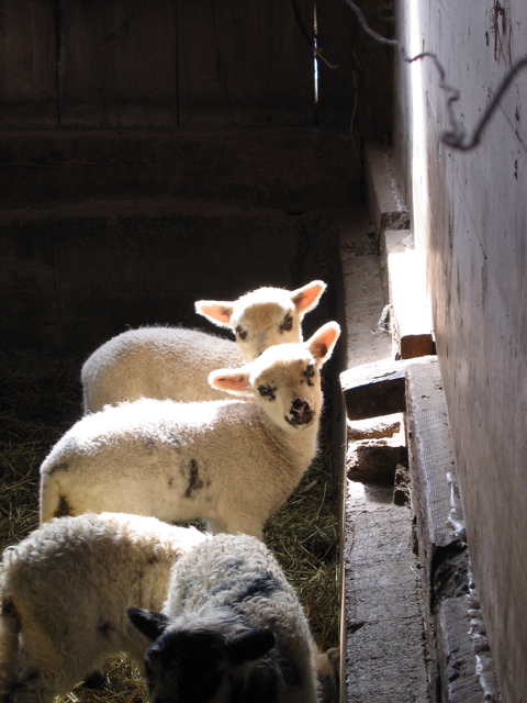 Maine Spring Sheep