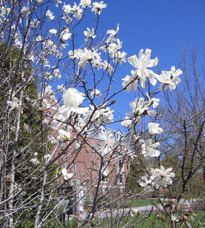 Spring Blossoms: Bates College campus early spring.