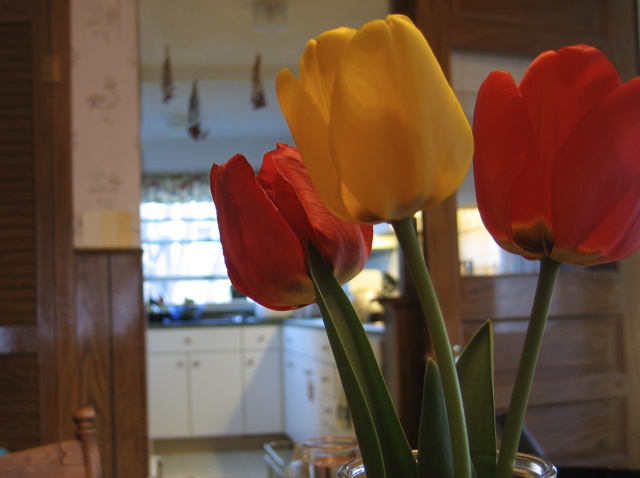 Spring tulips - Celine's photo