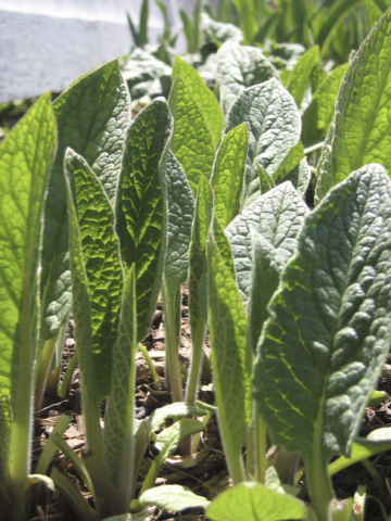 springcomfrey