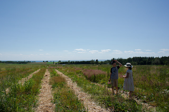 Strawberry field