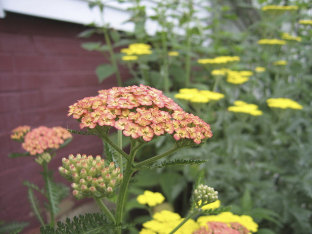 Summer Yarrow