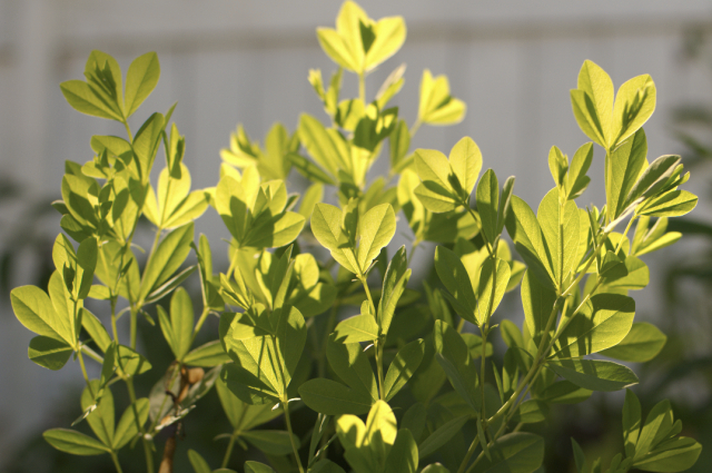 Baptisia: False Indigo not blooming