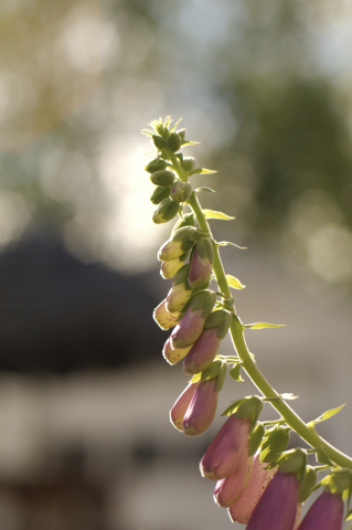 foxglove