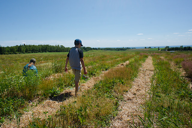 berry field