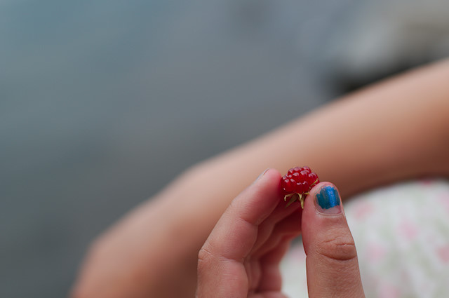 wild raspberry in child hand