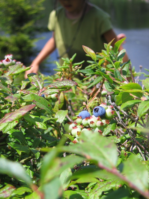 Wild Blueberries on Tumbledown