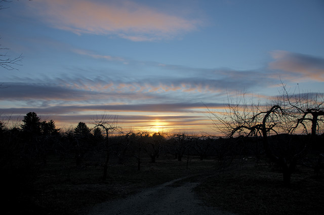winter orchard at sunset
