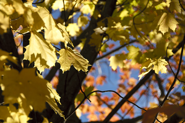 yellow maple leaf